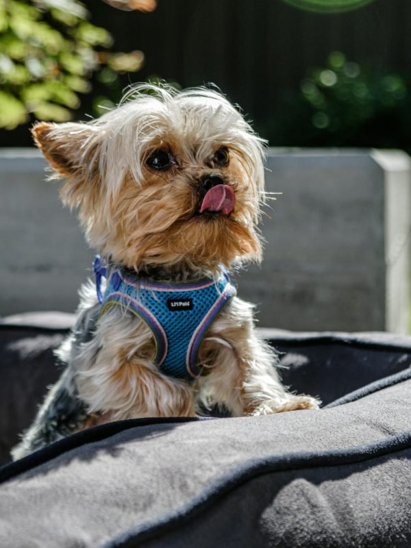 pexels-impact-dog-crates-1789722873-28860723 pexels-impact-dog-crates-1789722873-28860723